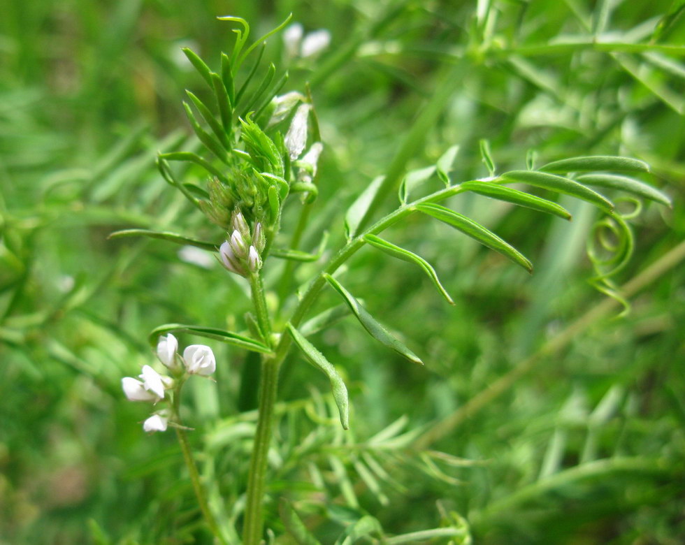 Image of Vicia hirsuta specimen.