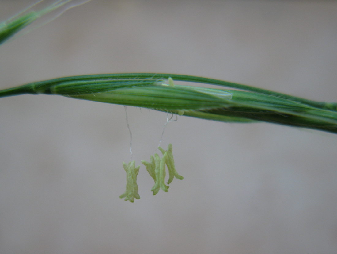 Изображение особи Brachypodium sylvaticum.