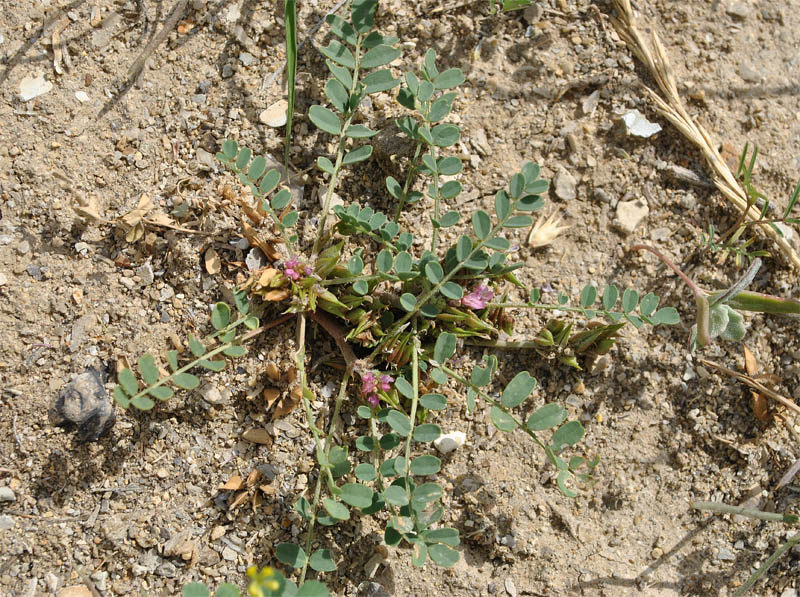 Image of Astragalus ammophilus specimen.