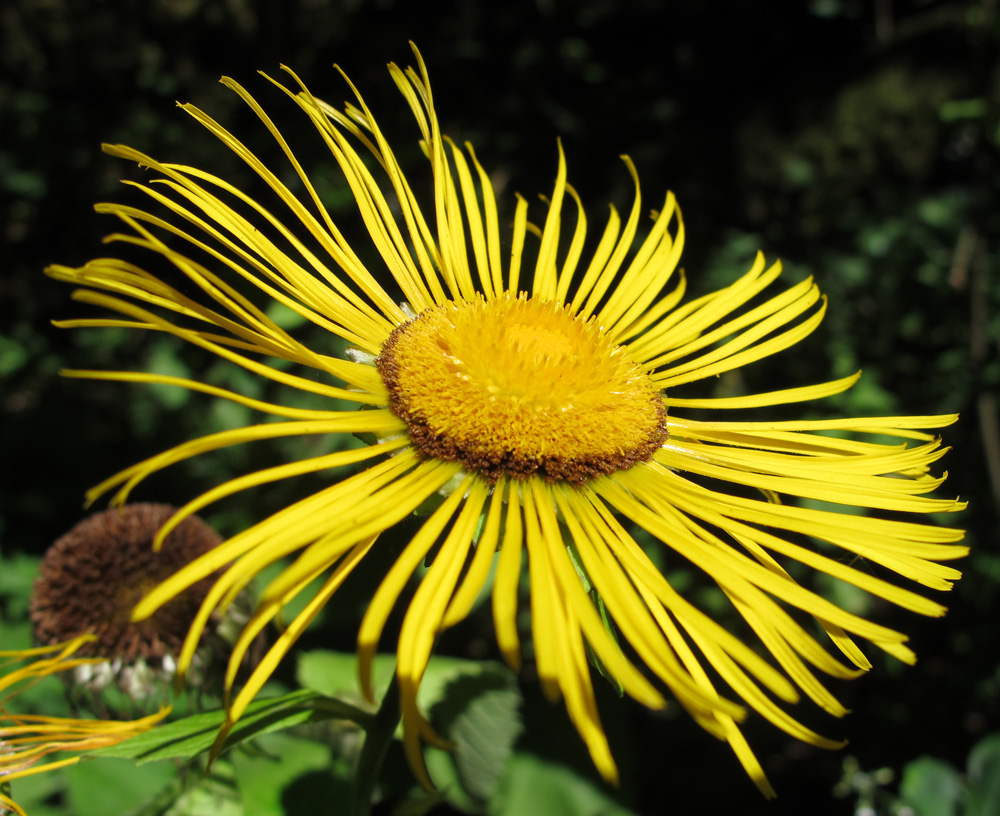 Изображение особи Telekia speciosa.