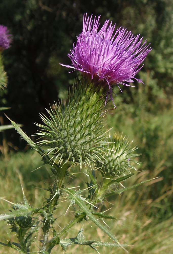 Image of Cirsium vulgare specimen.