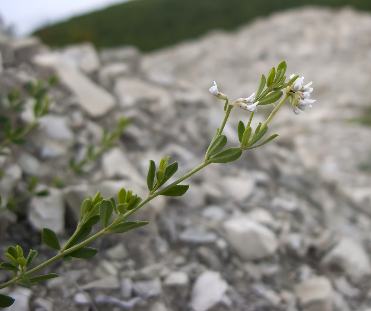 Image of Dorycnium herbaceum specimen.