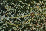 Salsola acutifolia