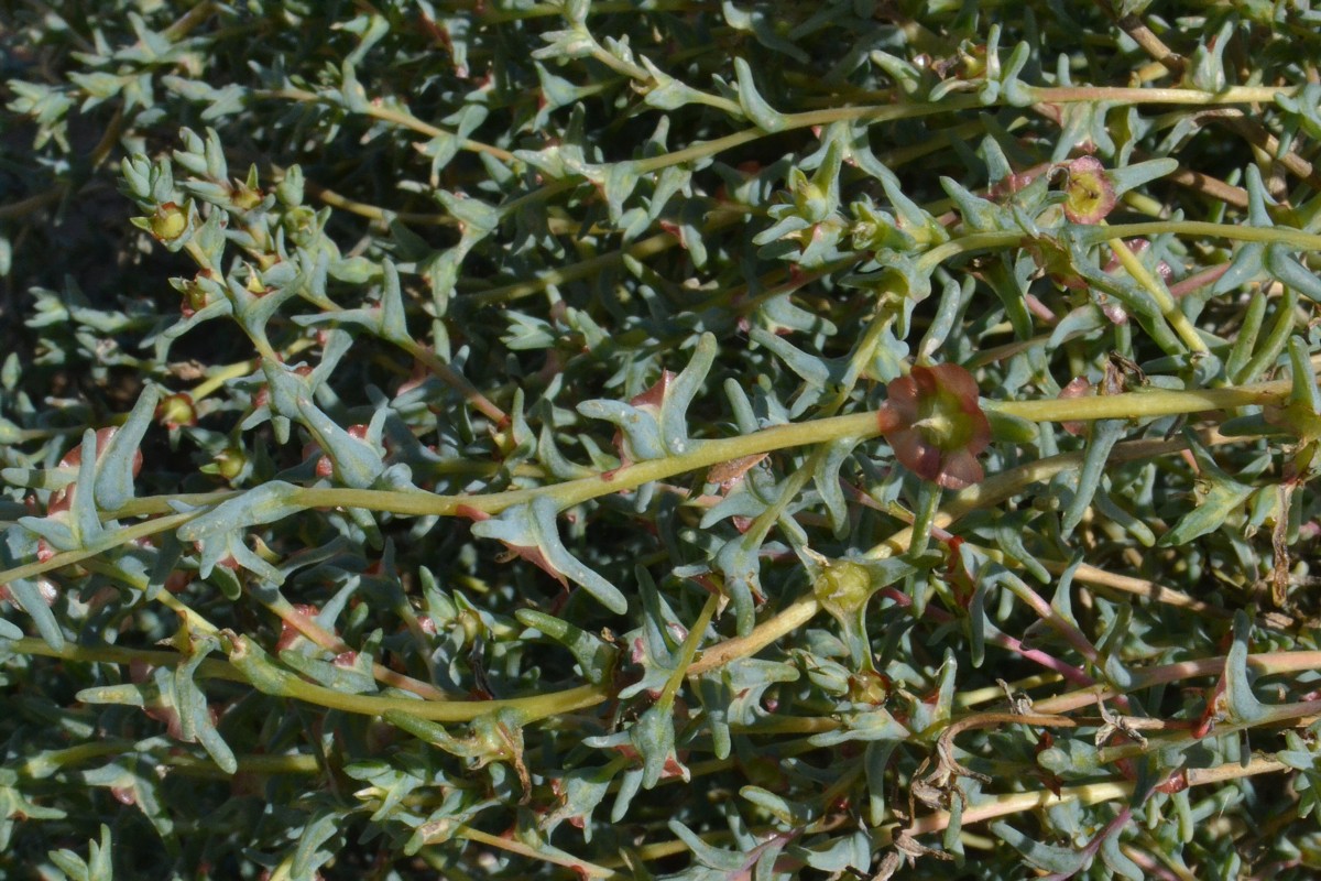 Image of Salsola acutifolia specimen.