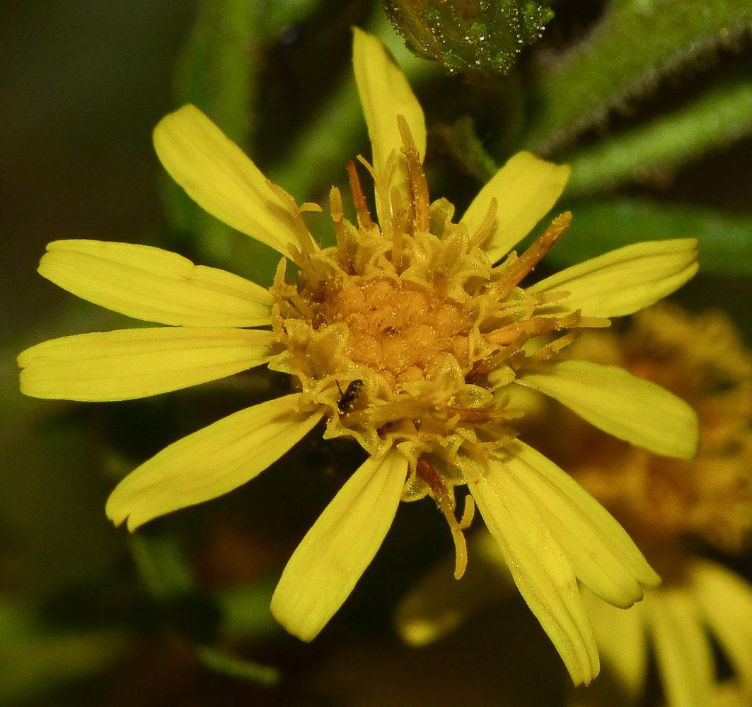 Image of Dittrichia viscosa specimen.