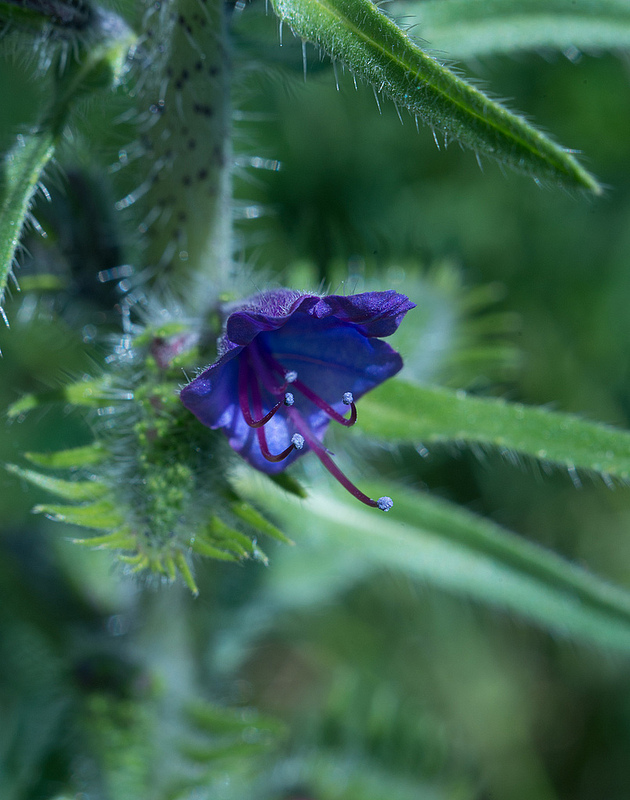 Image of Echium vulgare specimen.