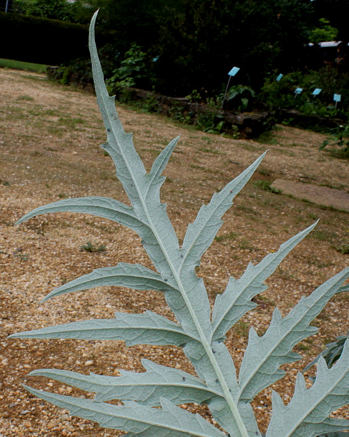 Image of Cynara scolymus specimen.