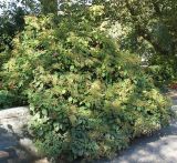 Hydrangea petiolaris. Отцветшее растение. Германия, г. Essen, Grugapark. 29.09.2013.