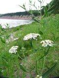 Achillea ptarmica. Верхушка цветущего растения. Вологодская обл., Великоустюгский р-н, урочище Опоки, правый берег р. Сухона. 06.07.2013.