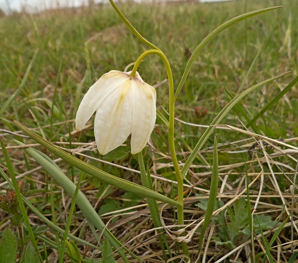 Image of Fritillaria meleagris specimen.