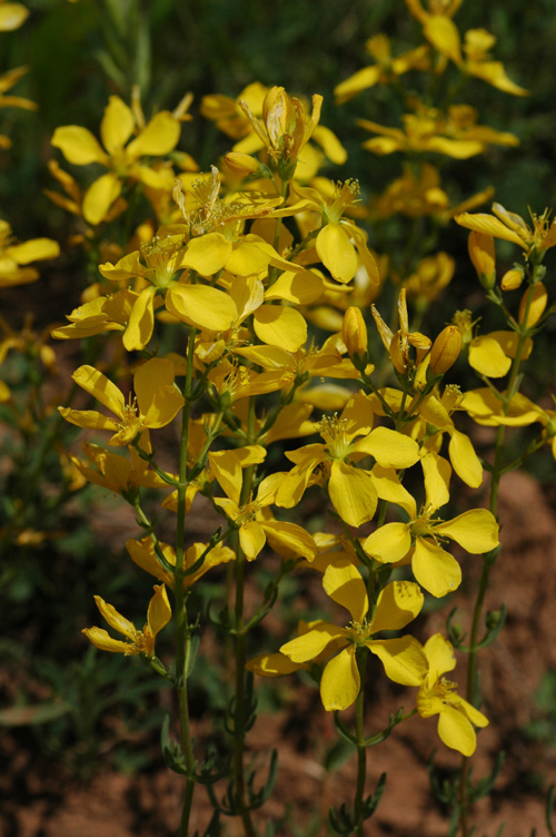 Image of Hypericum elongatum specimen.