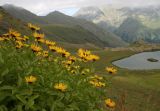 Inula grandiflora