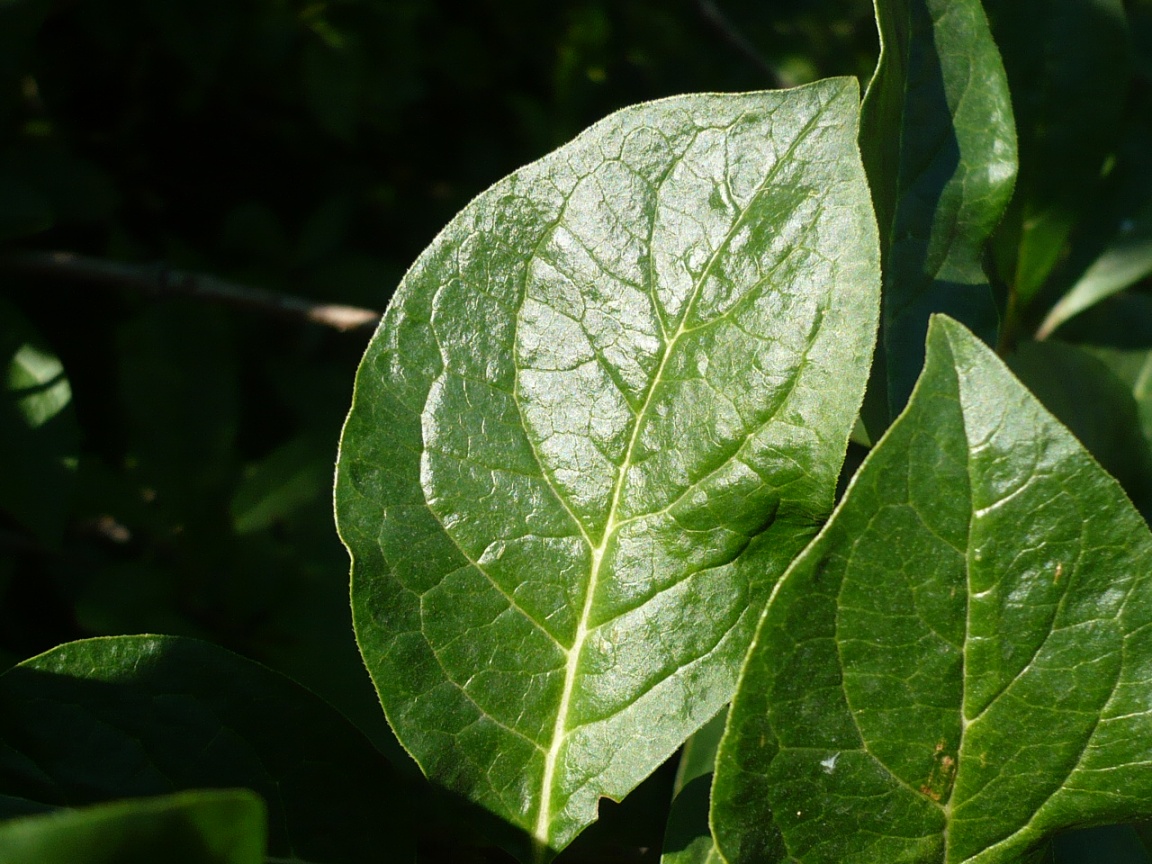 Image of genus Syringa specimen.