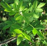 Rosa cinnamomea