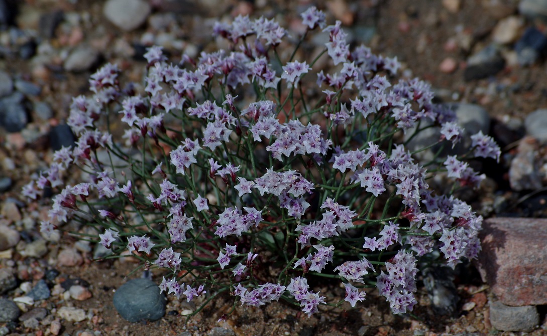 Изображение особи Limonium hoeltzeri.