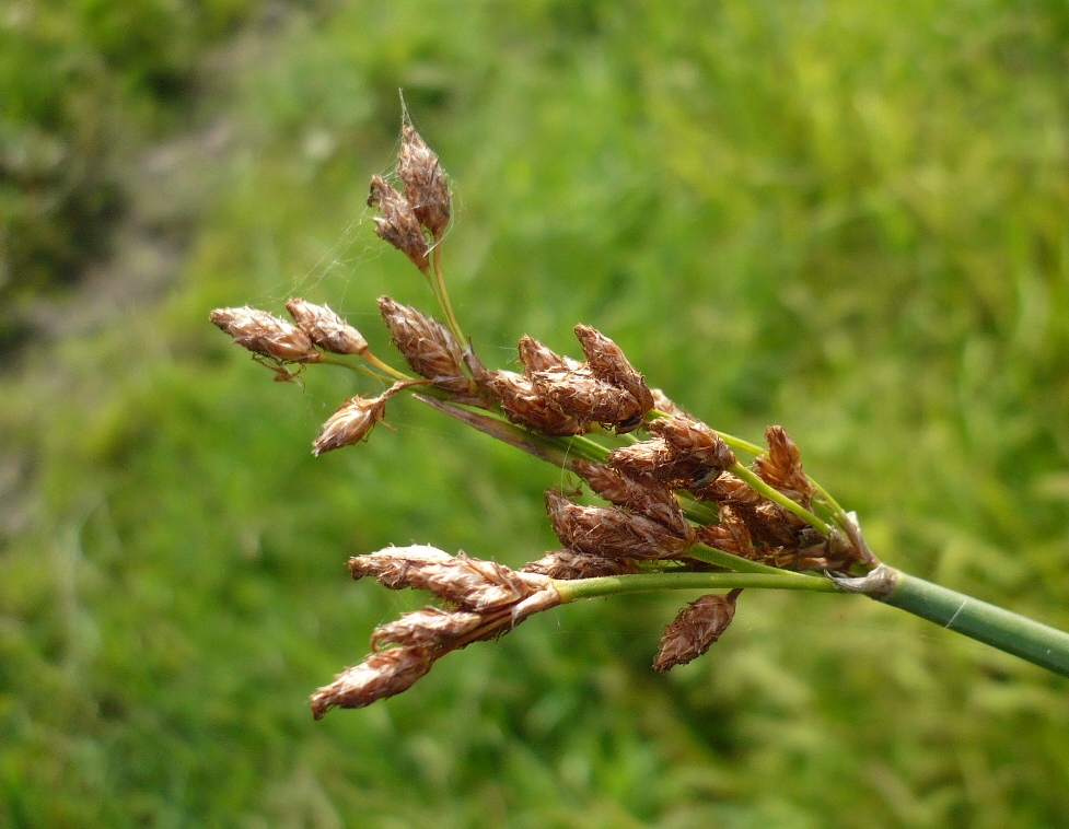 Image of Schoenoplectus lacustris specimen.