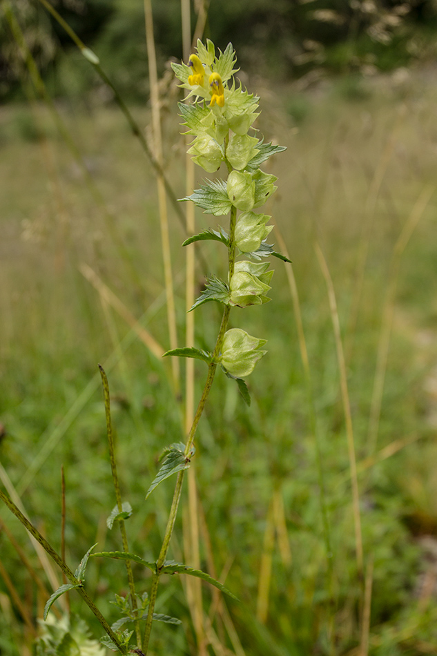 Изображение особи род Rhinanthus.