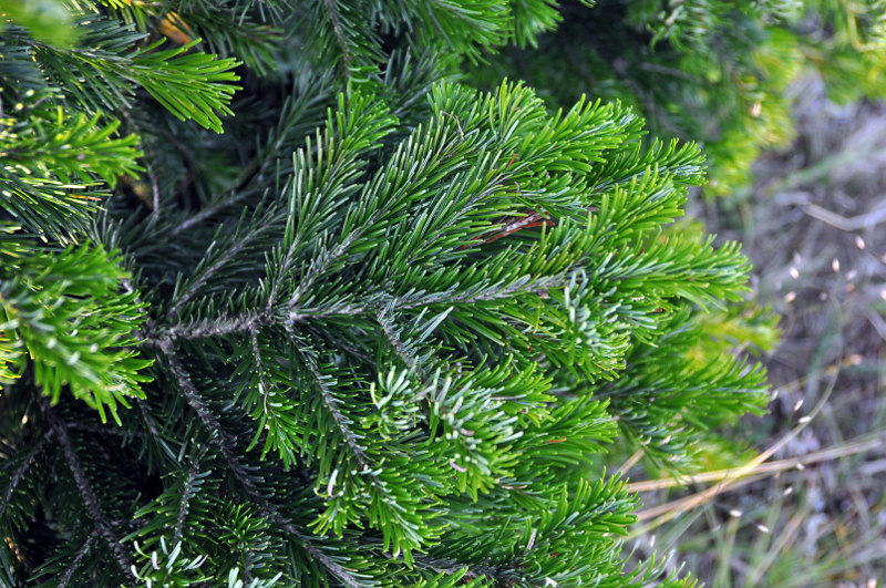 Image of Abies sibirica specimen.