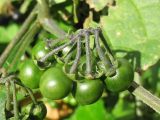 Solanum nigrum подвид schultesii. Незрелые плоды. Нидерланды, Гронинген, рудеральное местообитание. 18 октября 2009 г.