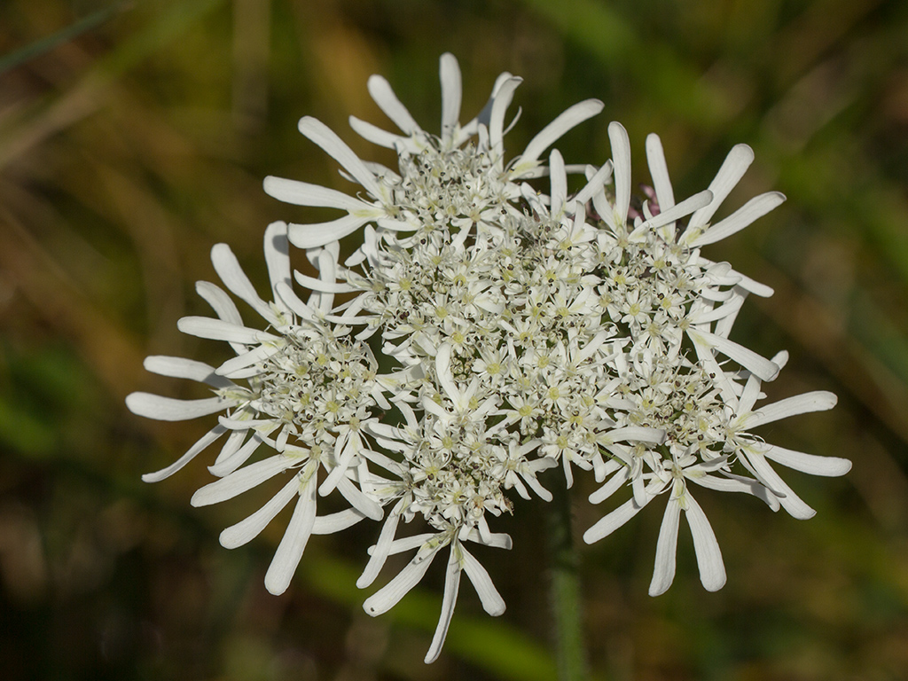 Image of Heracleum apiifolium specimen.