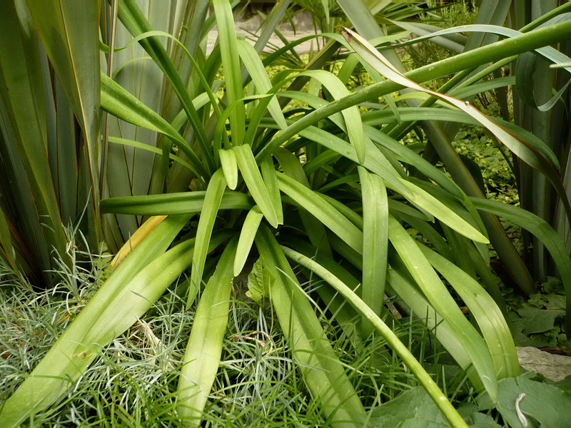 Image of Agapanthus africanus specimen.