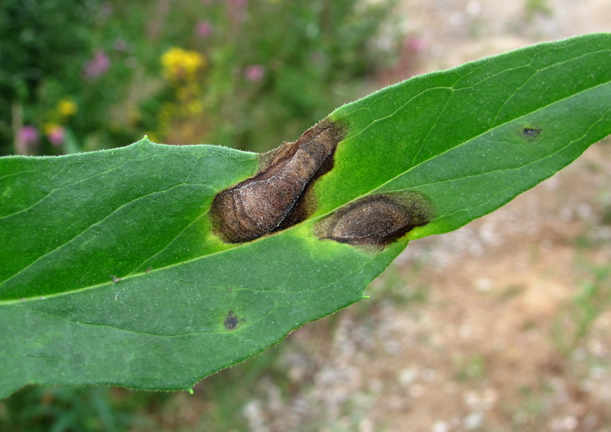 Image of Hieracium umbellatum specimen.