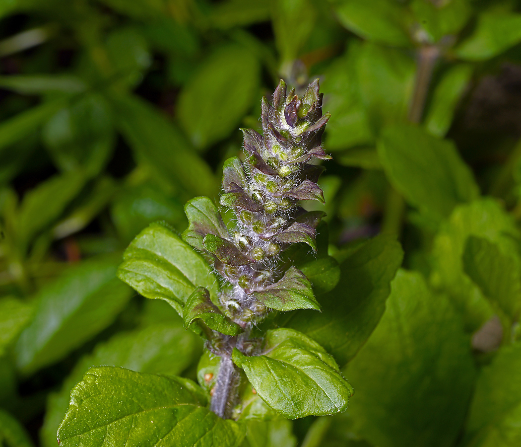 Image of Ajuga reptans specimen.