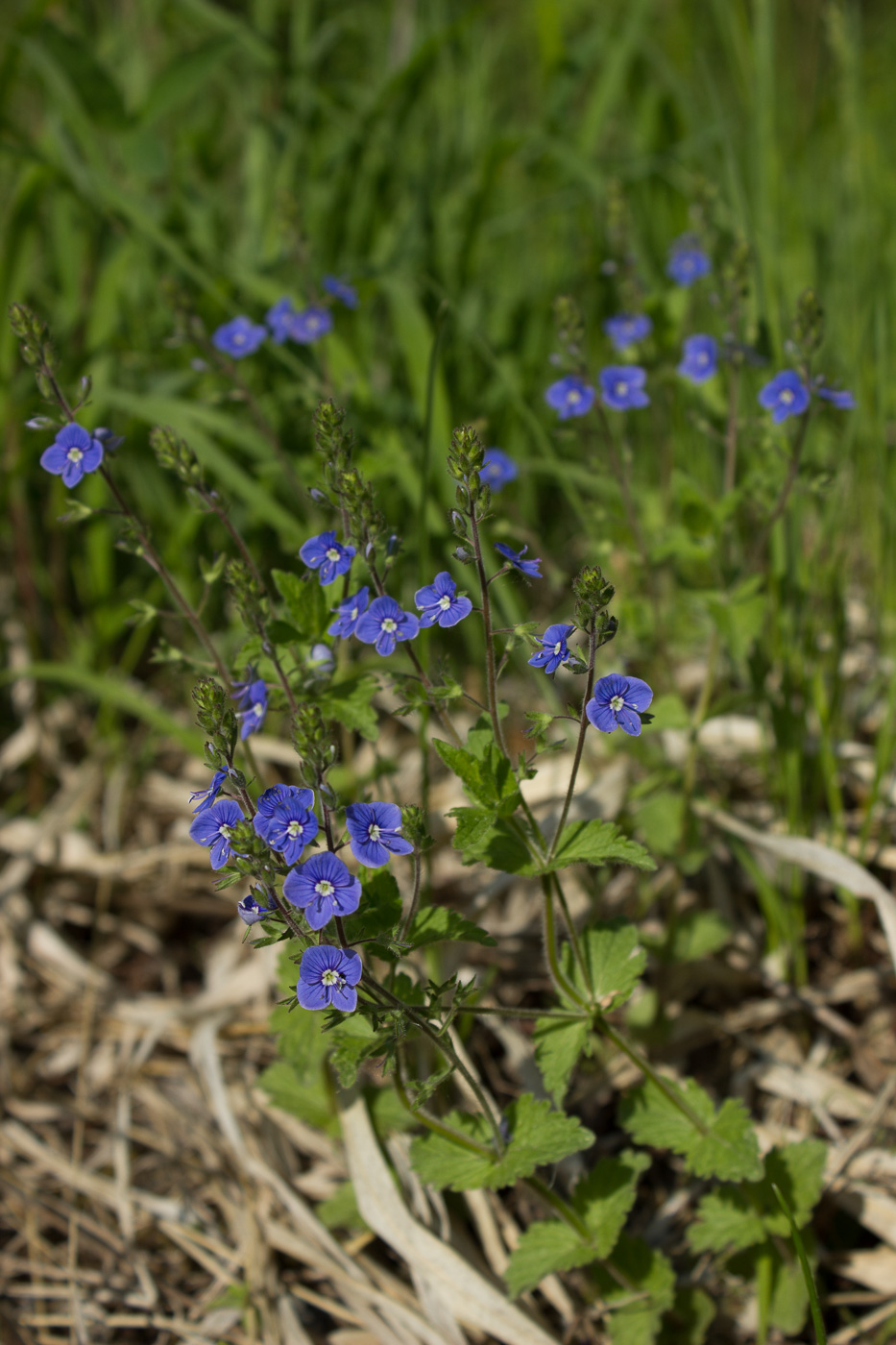 Image of Veronica chamaedrys specimen.