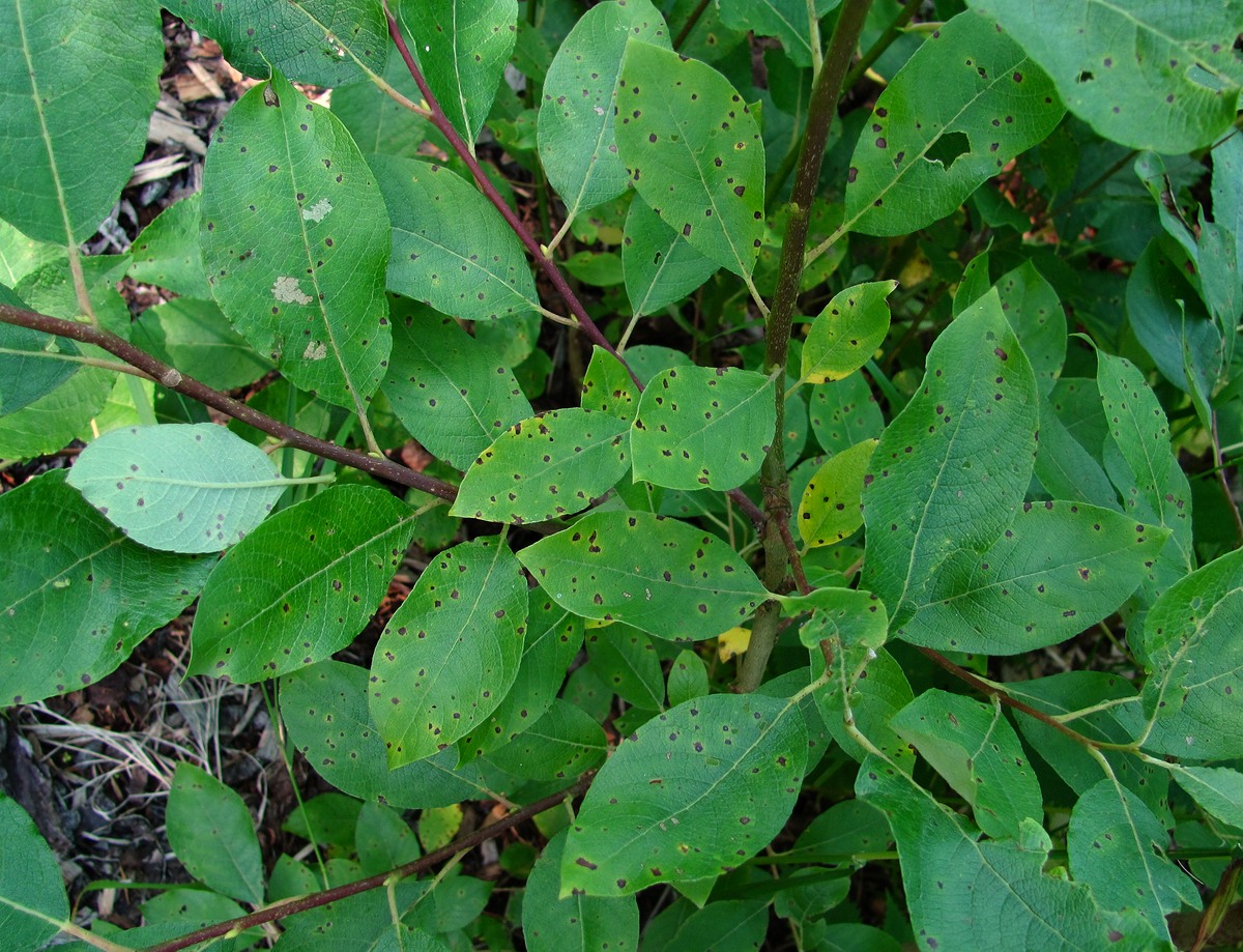 Image of Salix caprea specimen.