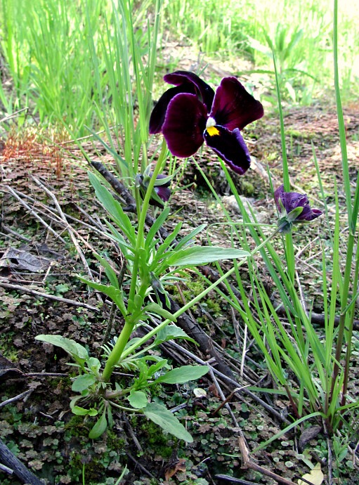 Image of Viola wittrockiana specimen.