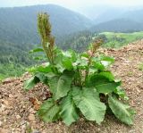 Rumex alpinus. Цветущее растение. Краснодарский край, хр. Аибга, ≈ 2400 м н.у.м, гравийная осыпь. 02.07.2015.