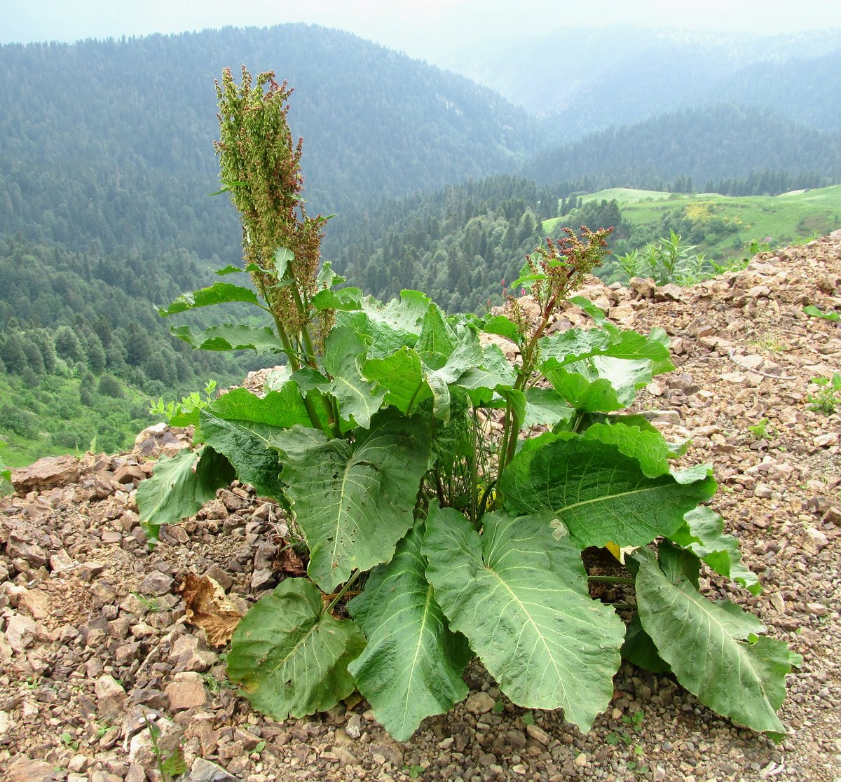 Изображение особи Rumex alpinus.