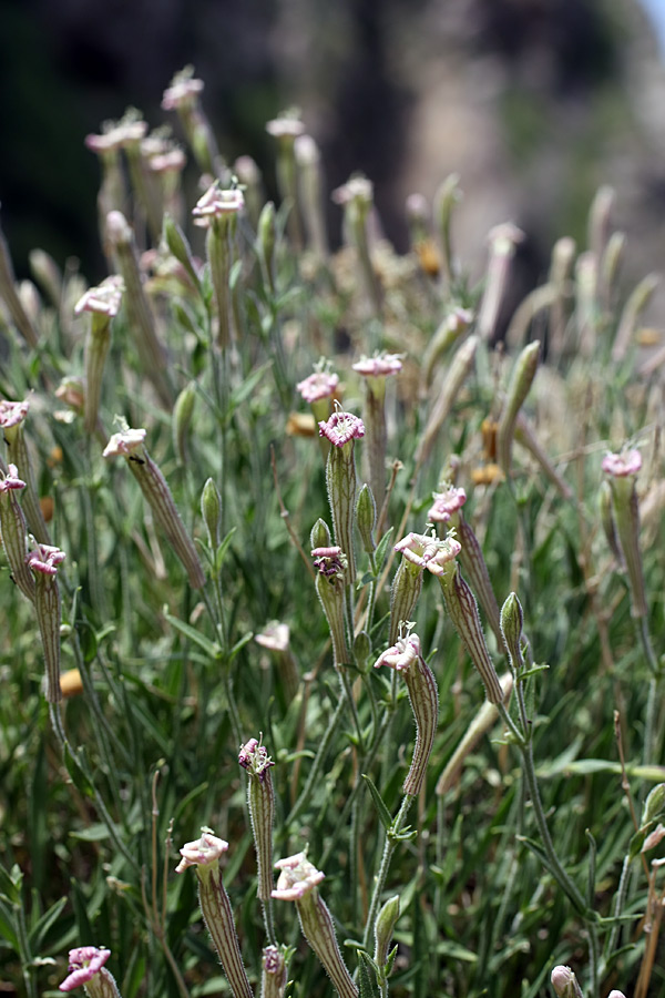 Image of Silene kuschakewiczii specimen.