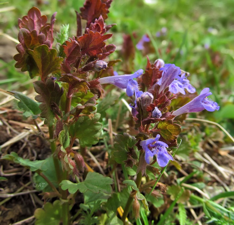 Изображение особи Glechoma hederacea.