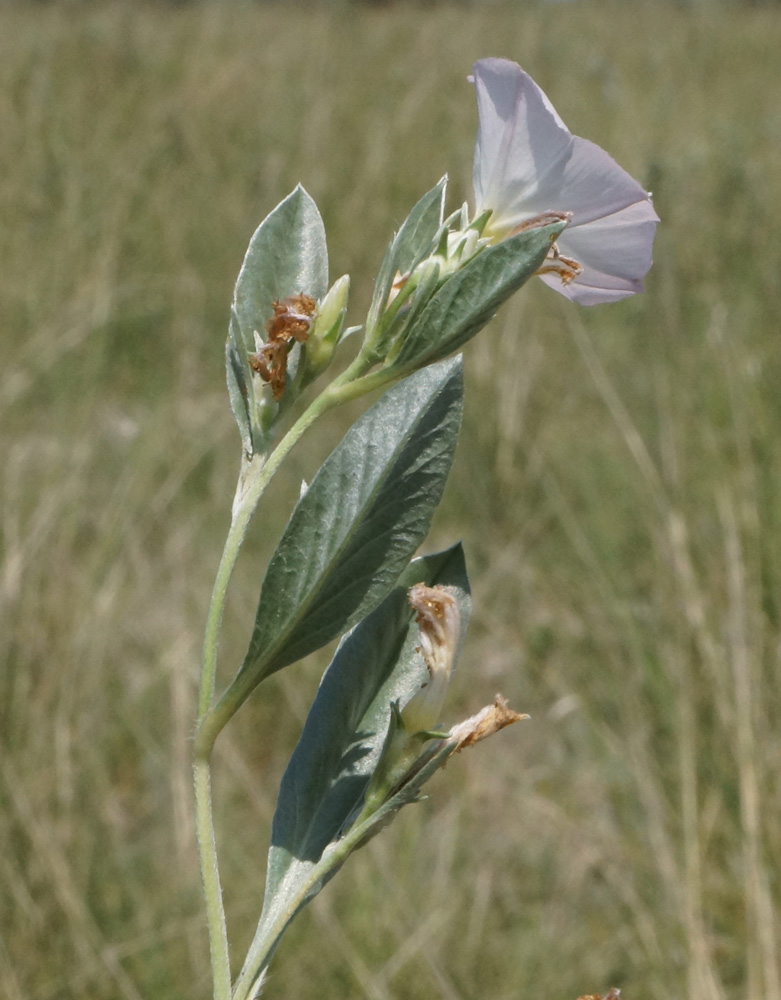 Изображение особи Convolvulus lineatus.