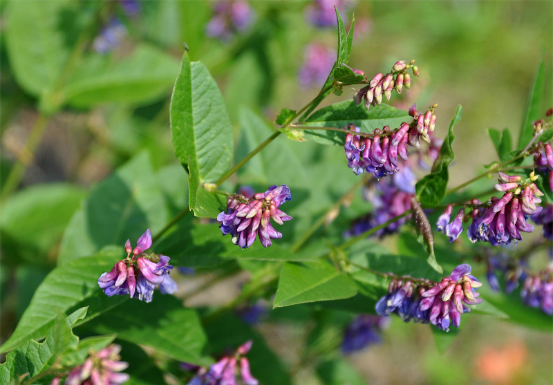 Image of Vicia unijuga specimen.