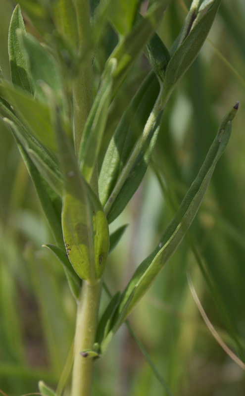 Image of Lithospermum officinale specimen.