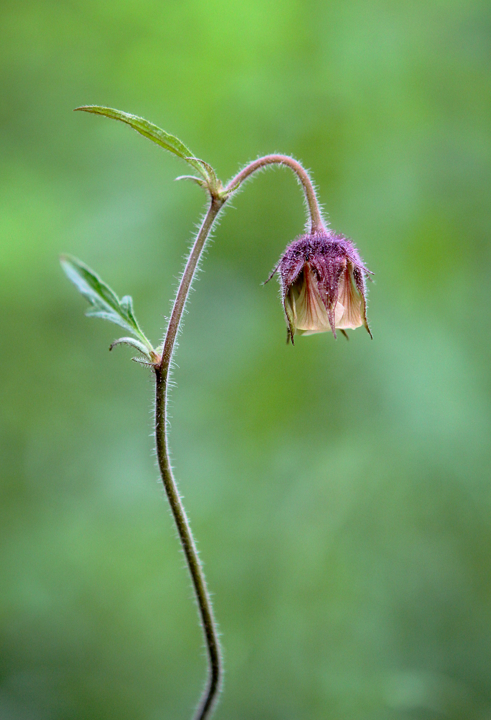 Изображение особи Geum rivale.