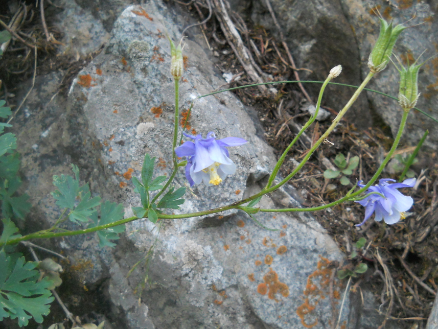 Image of Aquilegia vitalii specimen.