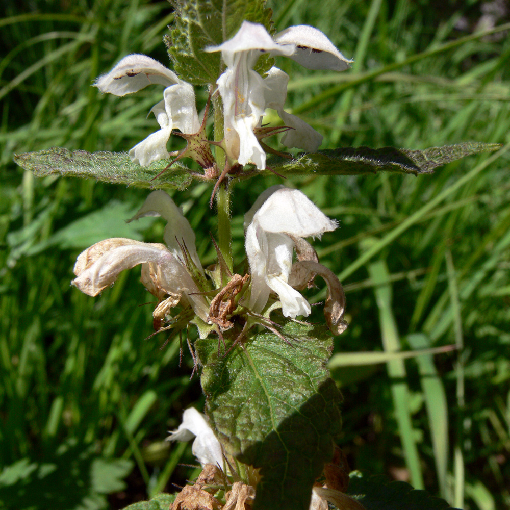 Image of Lamium album specimen.