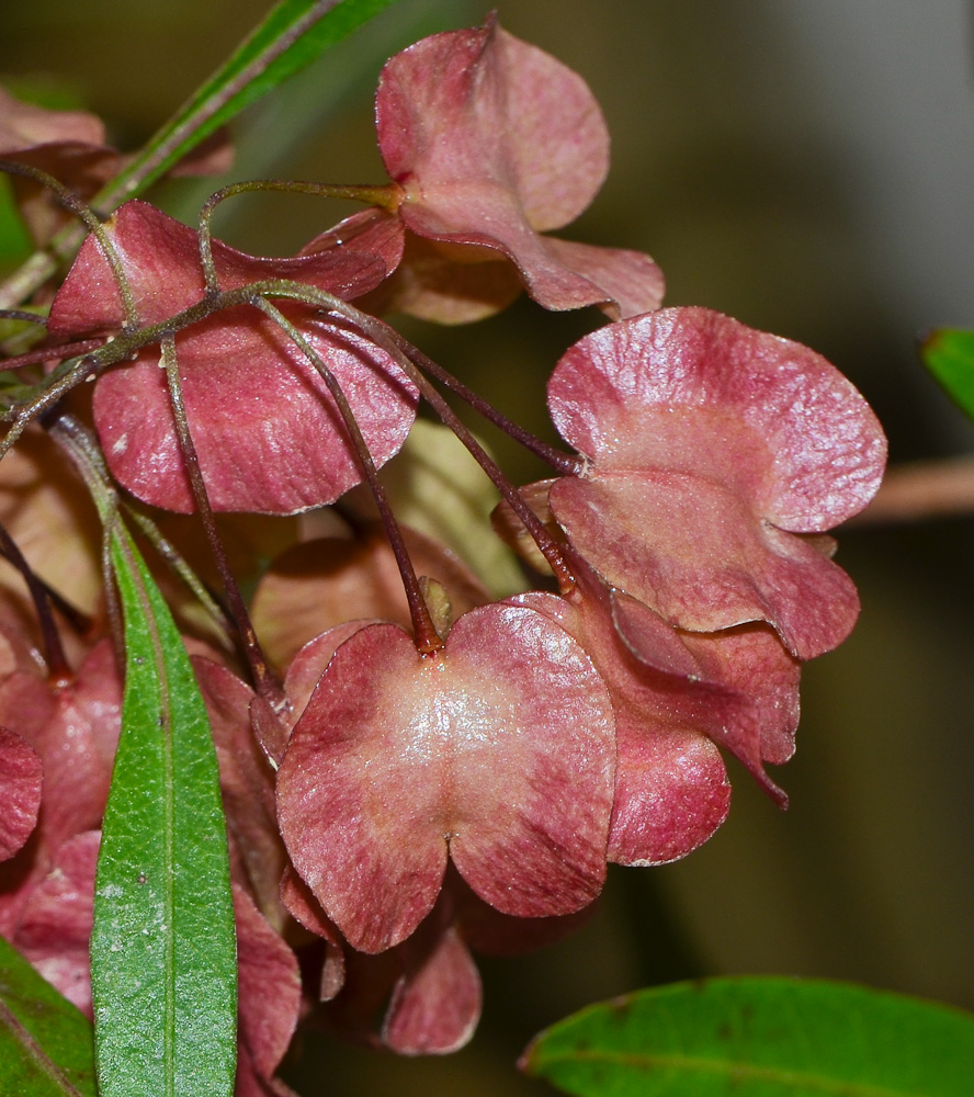 Image of Dodonaea viscosa specimen.