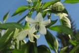 Capsicum annuum. Цветки. Татарстан, г. Бавлы, огород. 10.08.2015.