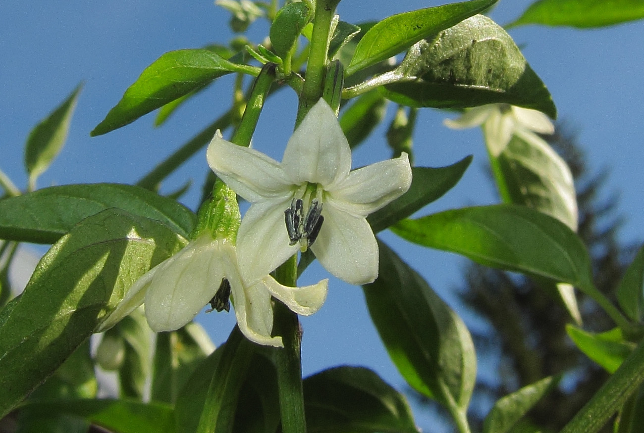 Изображение особи Capsicum annuum.