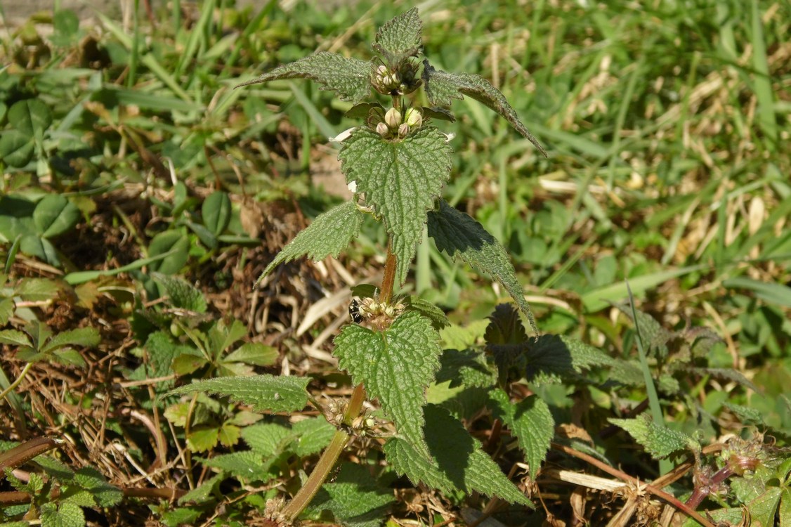 Image of Lamium album specimen.