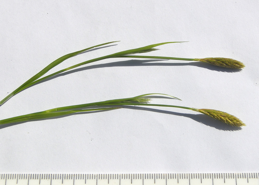 Image of Carex michelii specimen.