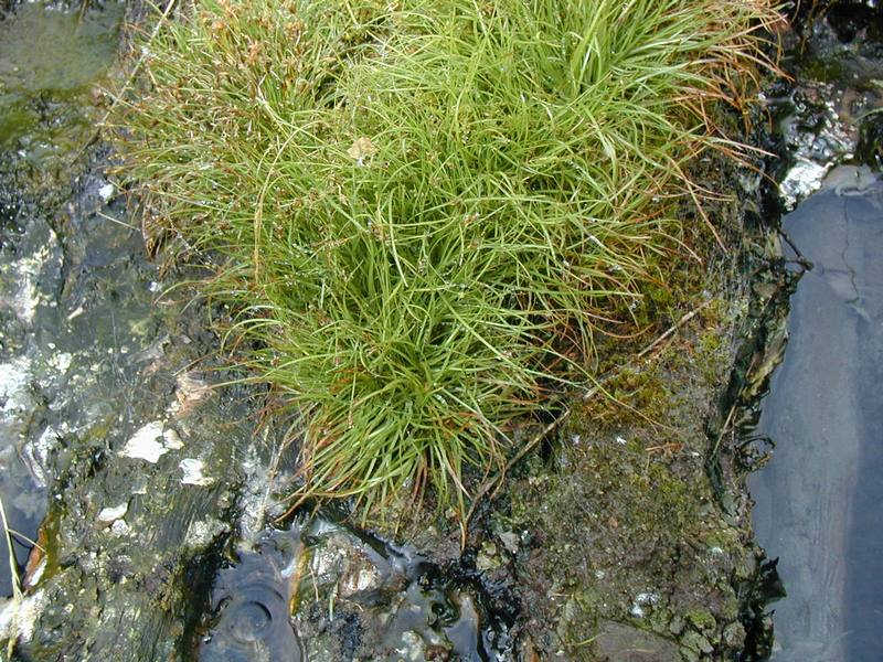 Image of Fimbristylis ochotensis specimen.