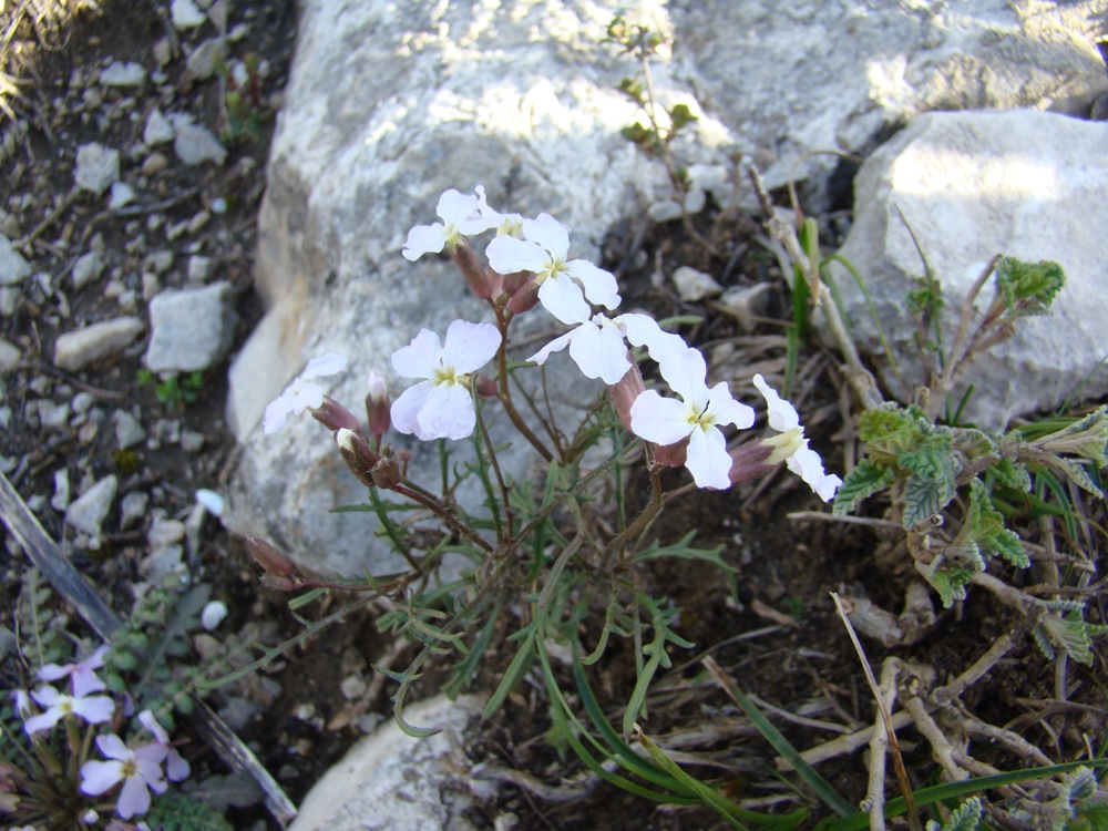 Image of Parrya alba specimen.