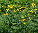 Trollius europaeus. Верхушки цветущих растений. Московская обл., Раменский р-н, окр. ж.-д. платформы Хрипань, просека под ЛЭП. 28.05.2016.