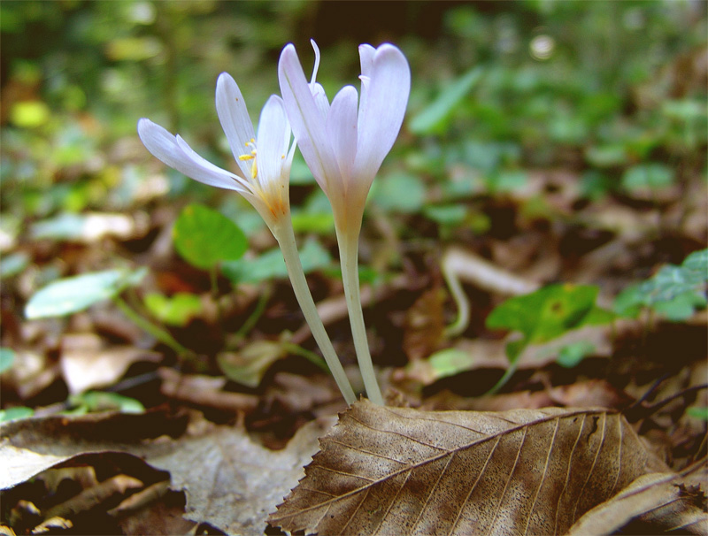 Изображение особи Colchicum umbrosum.