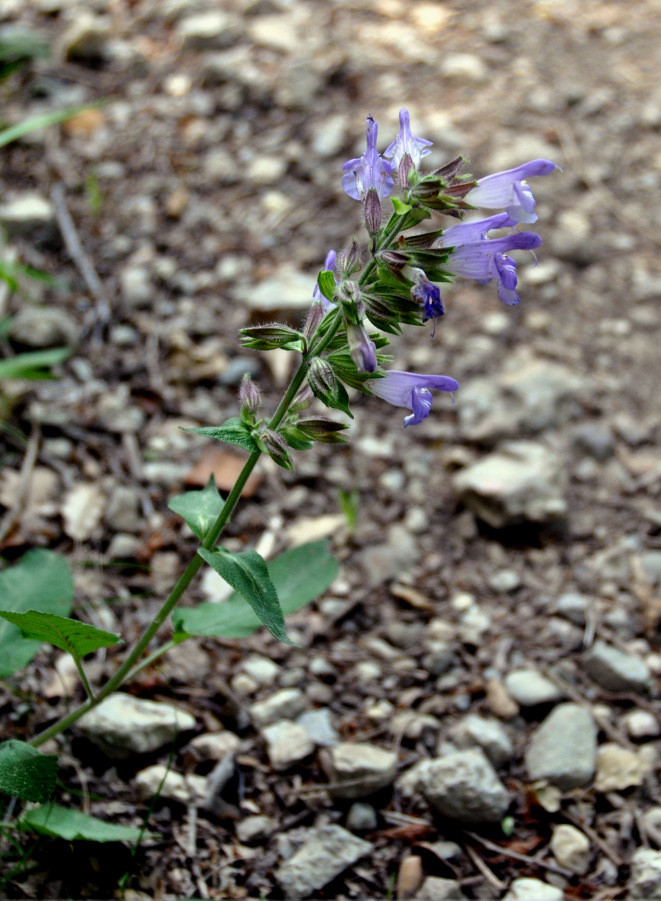 Изображение особи Salvia tomentosa.